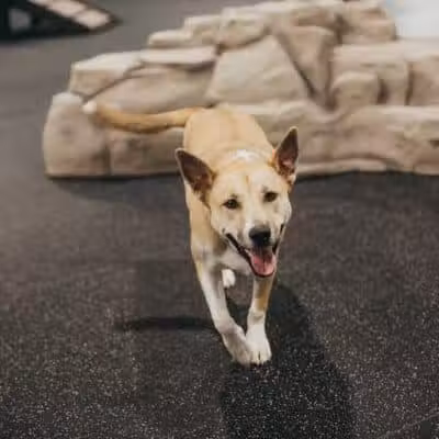 The Alps Bark Park - Seward, NE
