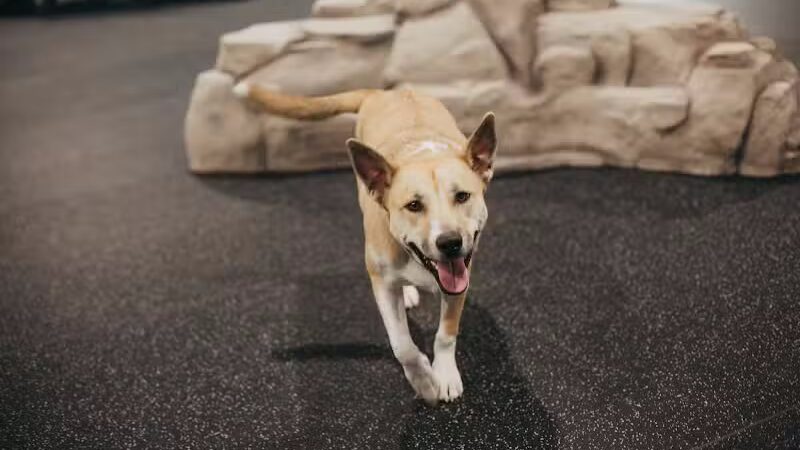 The Alps Bark Park - Seward, NE