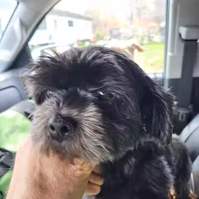 Shandaken Dog Park - Shandaken, NY