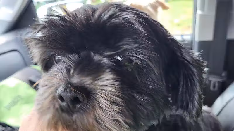 Shandaken Dog Park - Shandaken, NY