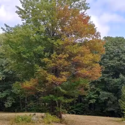 Williams Town Park - Shapleigh, ME