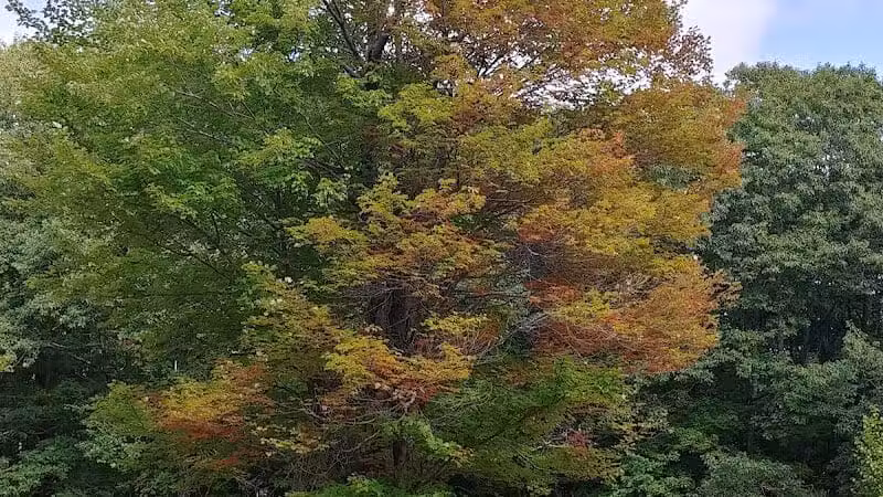 Williams Town Park - Shapleigh, ME