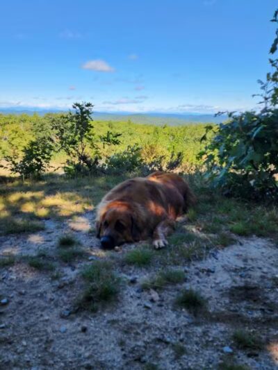 Williams Town Park - Shapleigh, ME