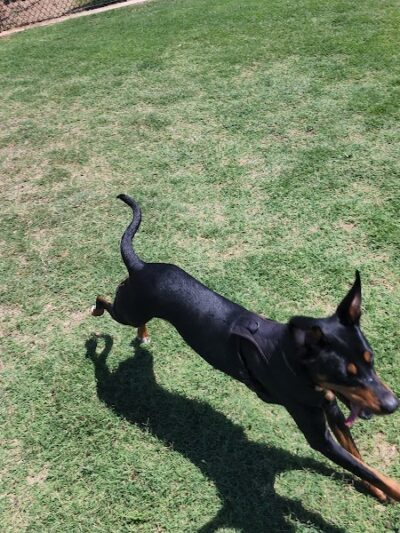 Domino Dog Park - Shawnee, OK