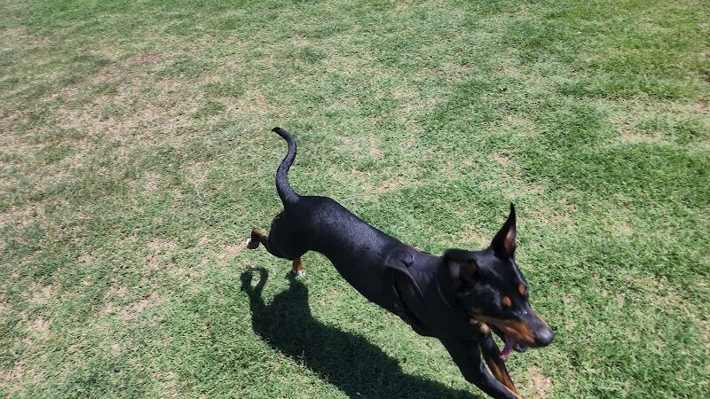 Domino Dog Park - Shawnee, OK