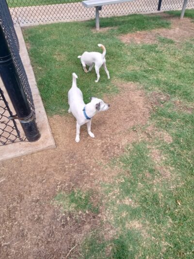 Domino Dog Park - Shawnee, OK