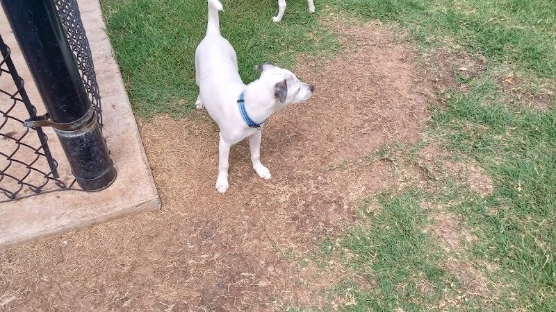 Domino Dog Park - Shawnee, OK
