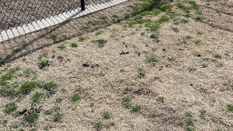 Domino Dog Park - Shawnee, OK