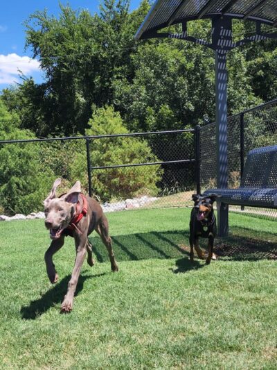 Domino Dog Park - Shawnee, OK