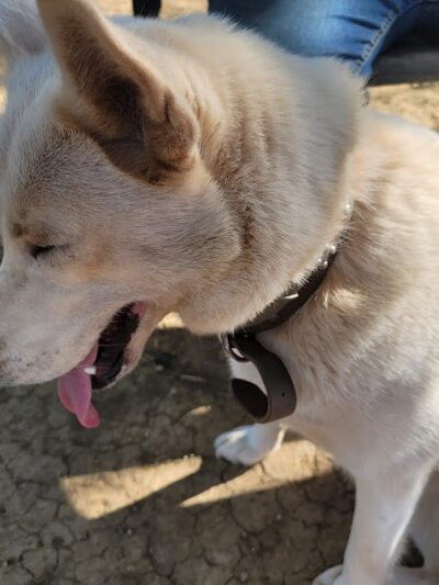 Mary Maxine Williamson Dog Park - Shawnee, OK