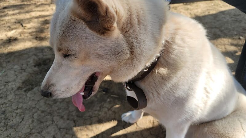 Mary Maxine Williamson Dog Park - Shawnee, OK