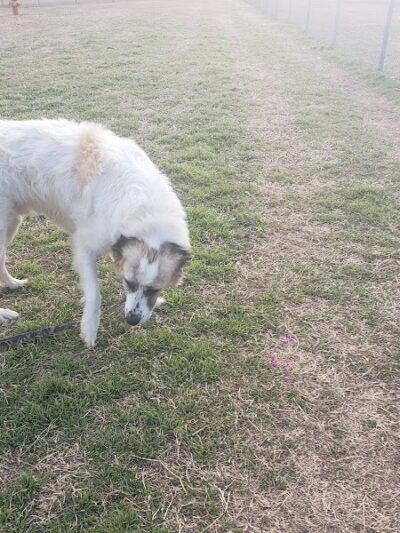 Mary Maxine Williamson Dog Park - Shawnee, OK