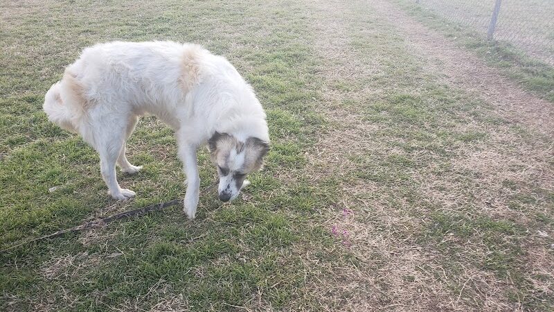 Mary Maxine Williamson Dog Park - Shawnee, OK