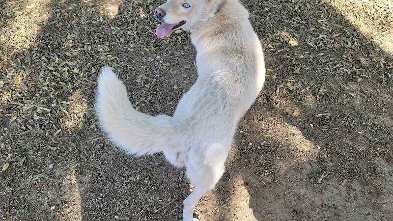 Mary Maxine Williamson Dog Park - Shawnee, OK