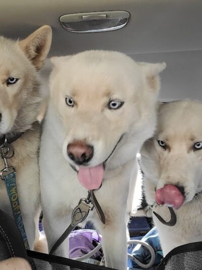 Mary Maxine Williamson Dog Park - Shawnee, OK