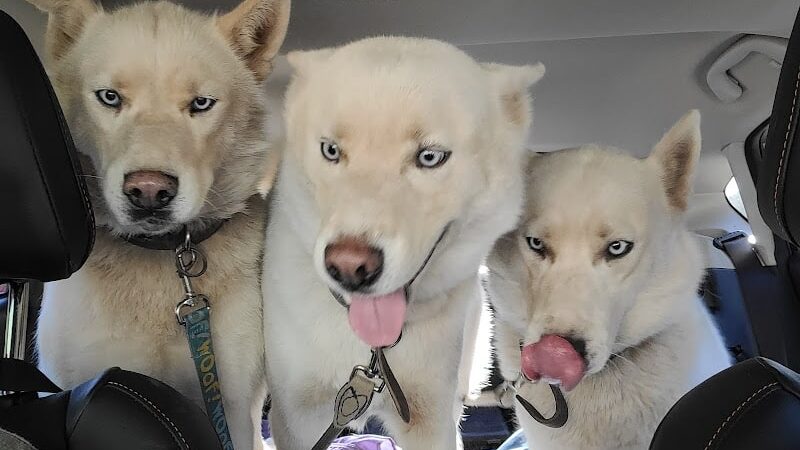 Mary Maxine Williamson Dog Park - Shawnee, OK