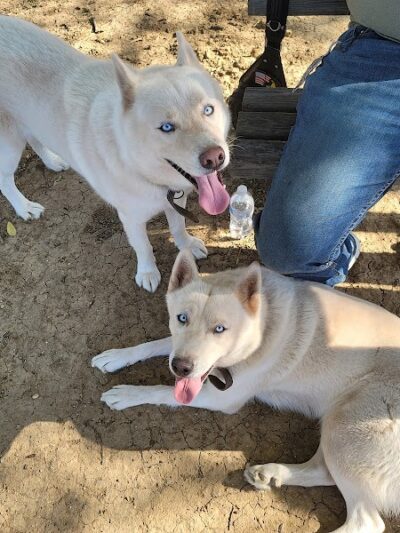 Mary Maxine Williamson Dog Park - Shawnee, OK