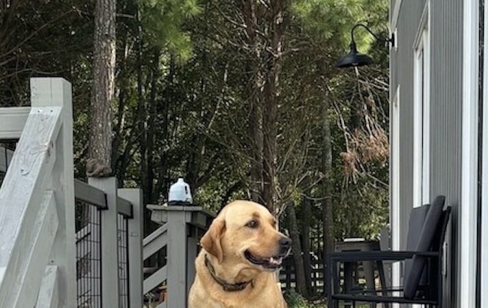 Dog Park Vacation Home