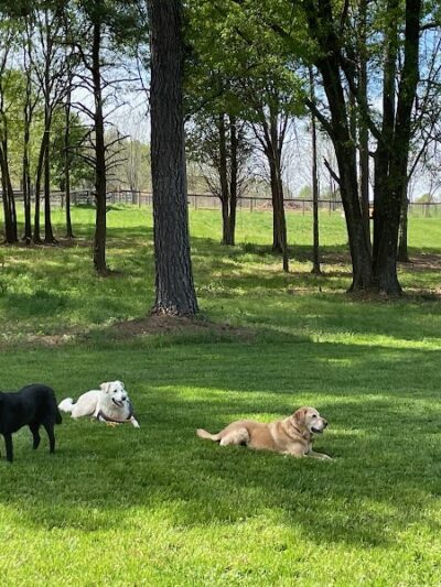 Dog Park Vacation Home