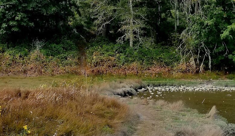 Kennedy Creek Natural Area Preserve - Shelton, WA