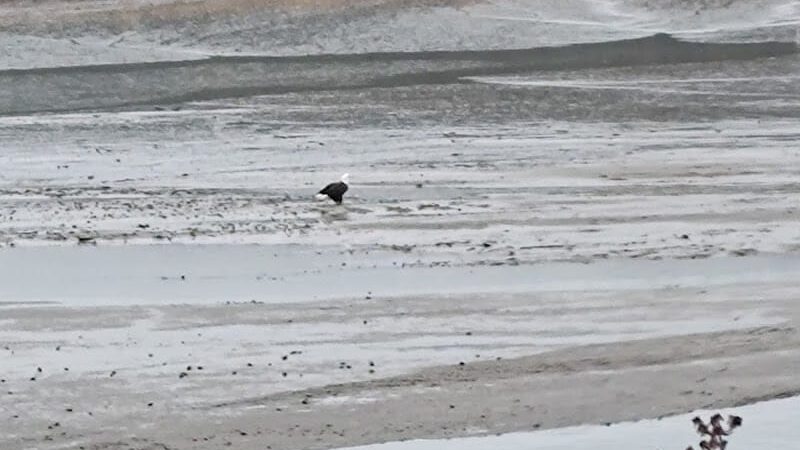 Kennedy Creek Natural Area Preserve - Shelton, WA
