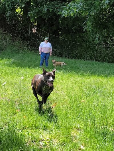 Kneeland Park Off Leash Dog Park - Shelton, WA