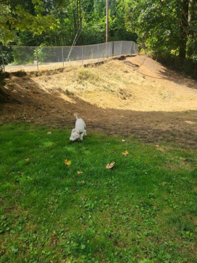 Kneeland Park Off Leash Dog Park - Shelton, WA