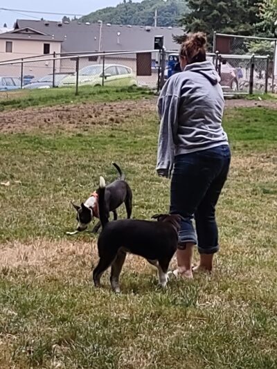 Kneeland Park Off Leash Dog Park - Shelton, WA