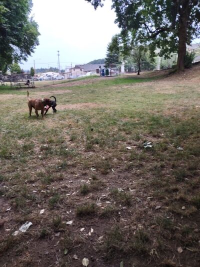 Kneeland Park Off Leash Dog Park - Shelton, WA