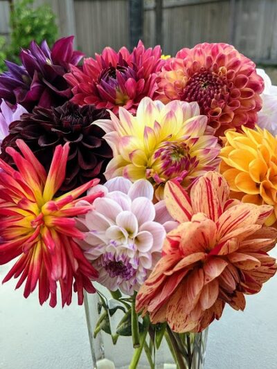 Lynch Creek Dahlias - Shelton, WA