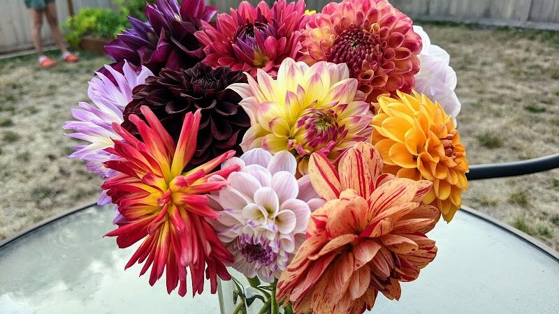 Lynch Creek Dahlias - Shelton, WA