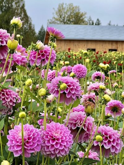 Lynch Creek Dahlias - Shelton, WA