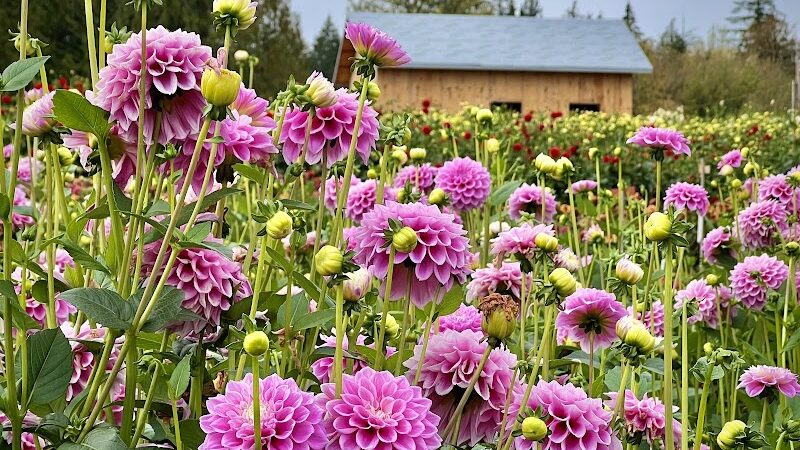 Lynch Creek Dahlias - Shelton, WA