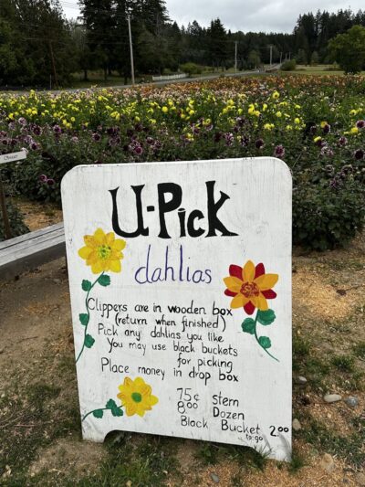 Lynch Creek Dahlias - Shelton, WA