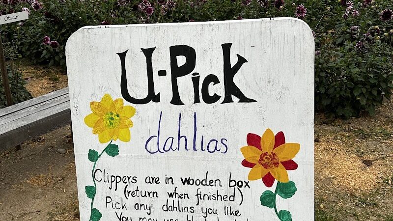 Lynch Creek Dahlias - Shelton, WA