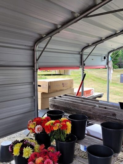 Lynch Creek Dahlias - Shelton, WA