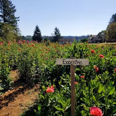 Lynch Creek Dahlias - Shelton, WA