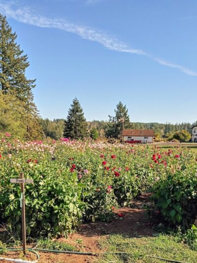 Lynch Creek Dahlias - Shelton, WA