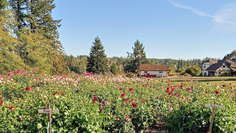 Lynch Creek Dahlias - Shelton, WA