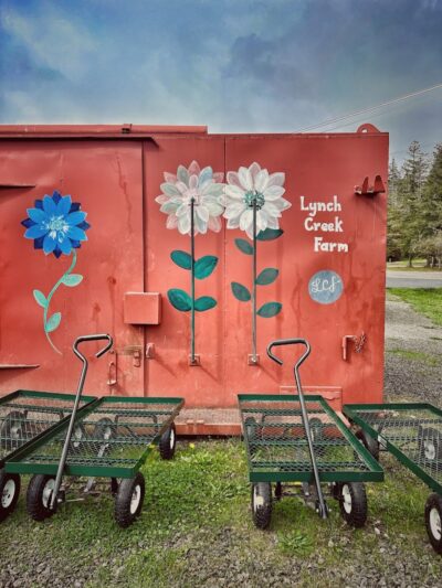 Lynch Creek Dahlias - Shelton, WA