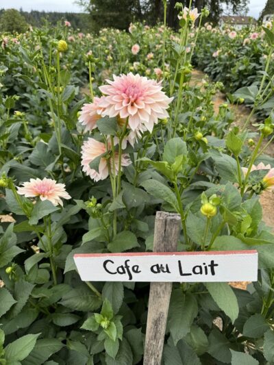 Lynch Creek Dahlias - Shelton, WA
