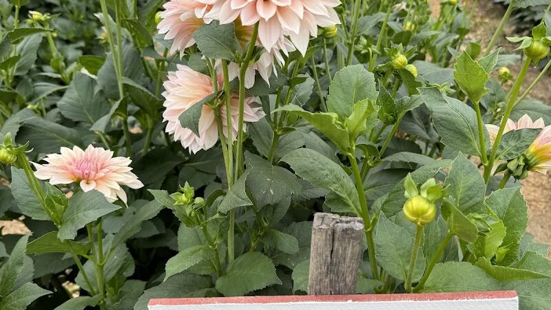 Lynch Creek Dahlias - Shelton, WA