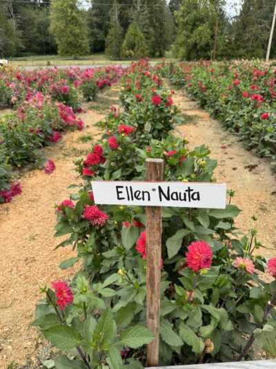 Lynch Creek Dahlias - Shelton, WA