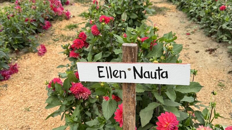 Lynch Creek Dahlias - Shelton, WA