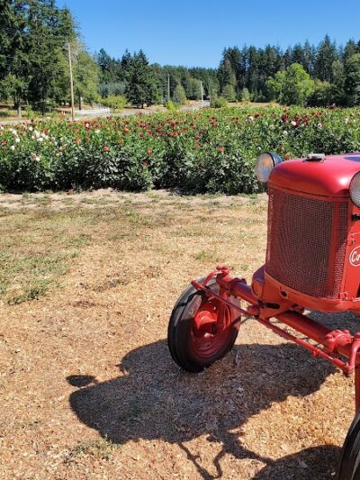 Lynch Creek Dahlias - Shelton, WA