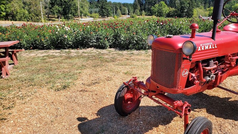 Lynch Creek Dahlias - Shelton, WA