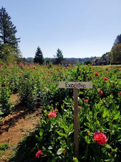 Lynch Creek Dahlias - Shelton, WA