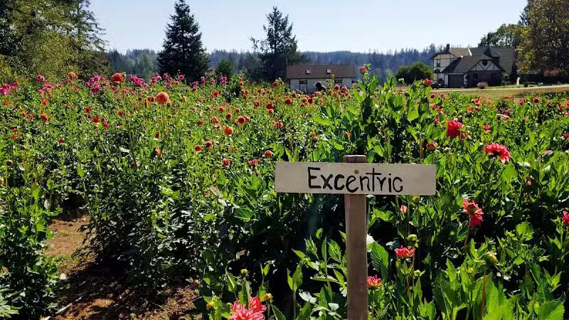 Lynch Creek Dahlias - Shelton, WA