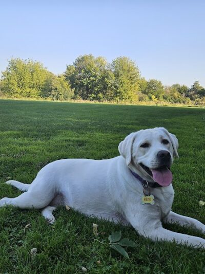 Hammel Woods Dog Park - Shorewood, IL