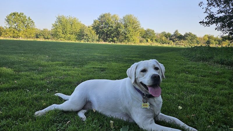 Hammel Woods Dog Park - Shorewood, IL